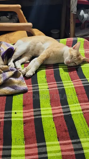 6-12 Months Male Purebred Tabby