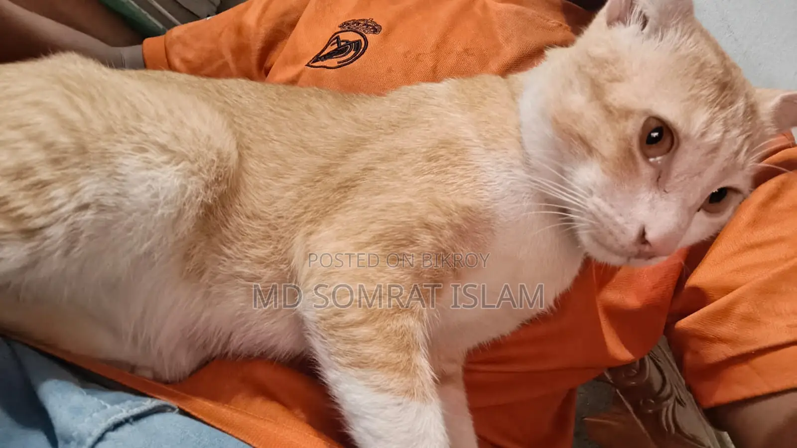 6-12 Months Male Purebred Tabby