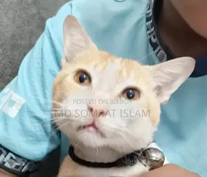 6-12 Months Male Purebred Tabby