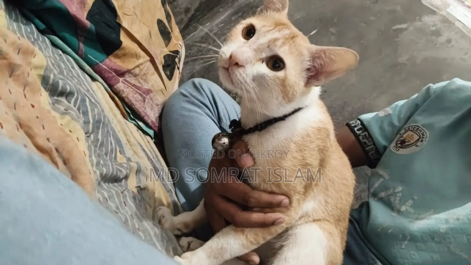 6-12 Months Male Purebred Tabby