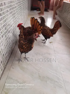 গোল্ডেন সেব্রাইট মুরগি গুণগত মানে সবার সেরা