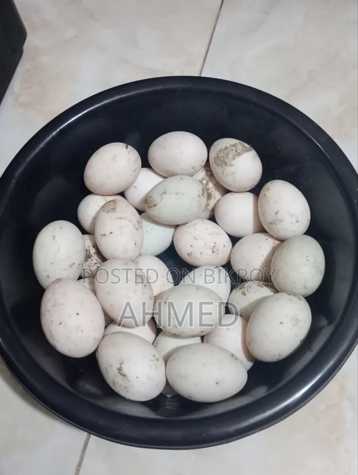 খাকি কেম্বেল হাস এর বিজ ডিম