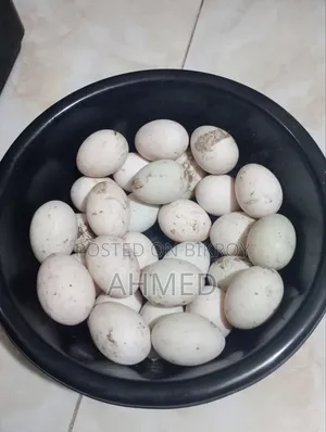 খাকি কেম্বেল হাস এর বিজ ডিম