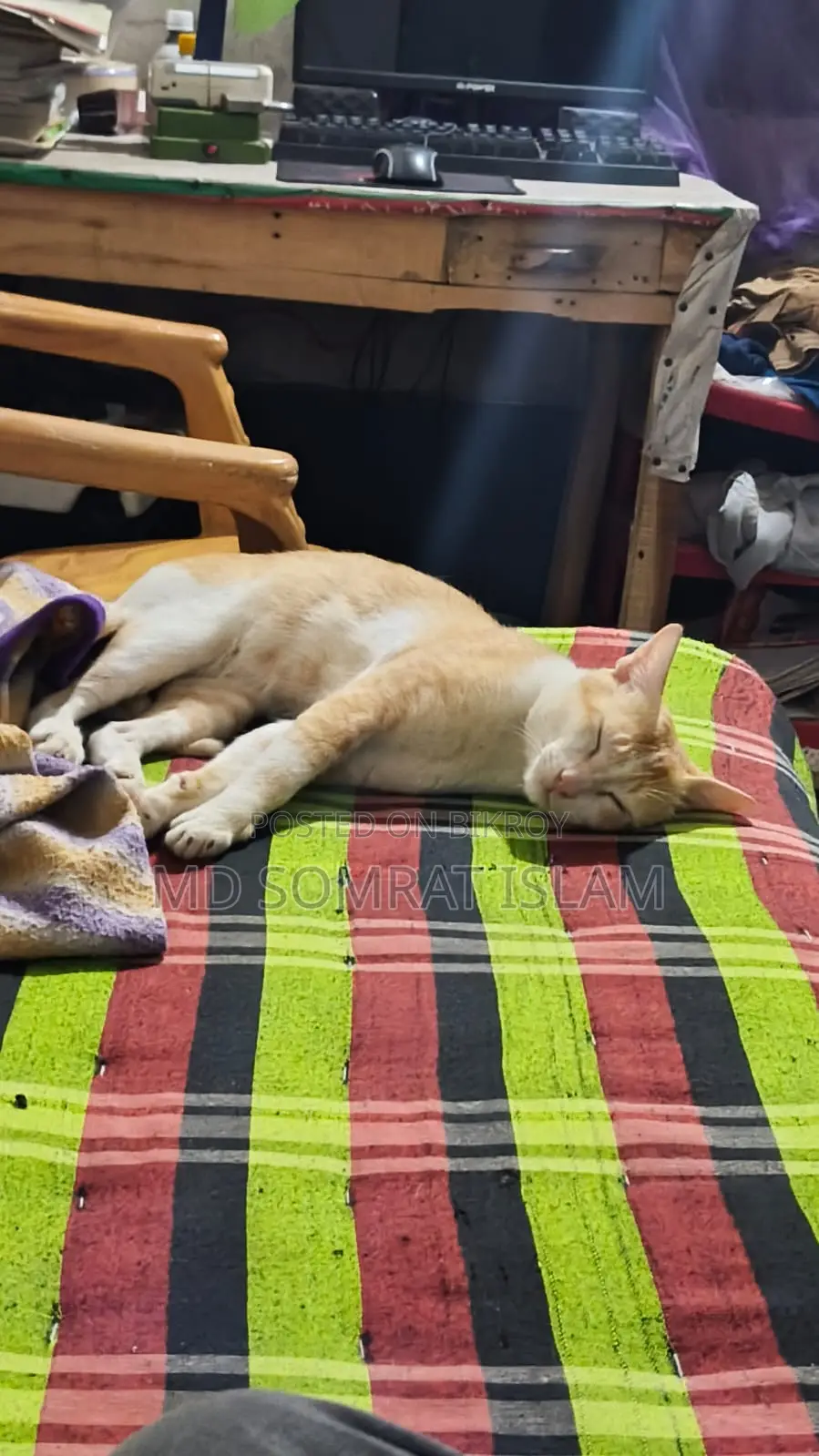 6-12 Months Male Purebred Tabby
