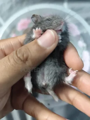 Russian Dwarf Hamster 5 Weeks Old