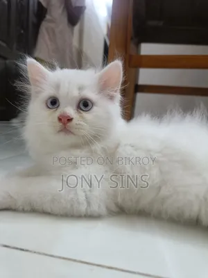 1-3 Months Female Purebred Persian Kitten