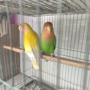 Lovebirds Pair