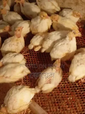 European Quail Chicks