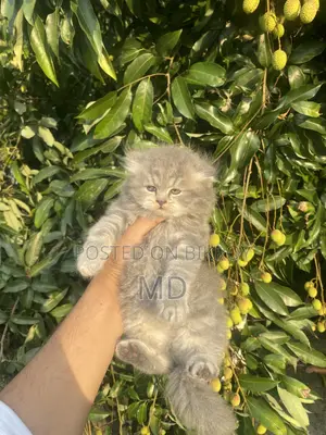 1-3 Months Female Purebred Persian