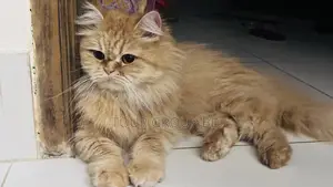 1+ Year Female Purebred Persian