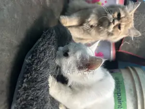 1-3 Months Female Purebred Persian