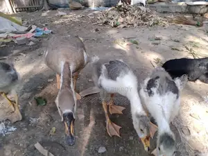 Geese and Chinese Geese for Sale