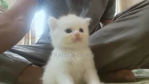 0-1 Month Female Purebred Persian
