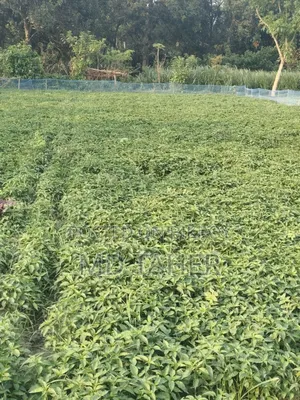 Chili Seedlings for Sale