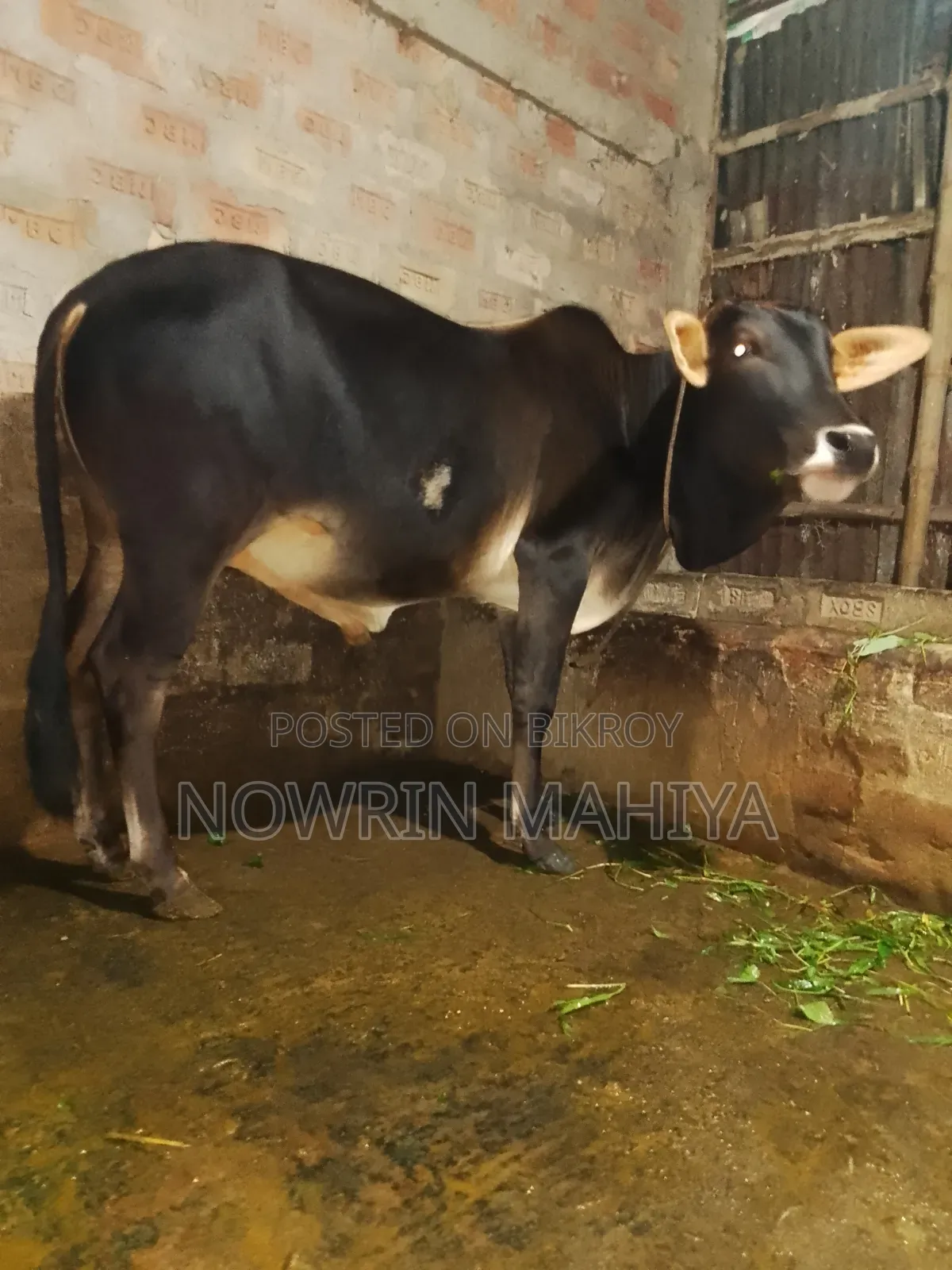 , দেশি বড় বিছাল গরু
