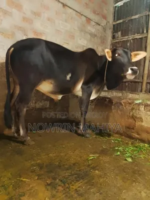 , দেশি বড় বিছাল গরু