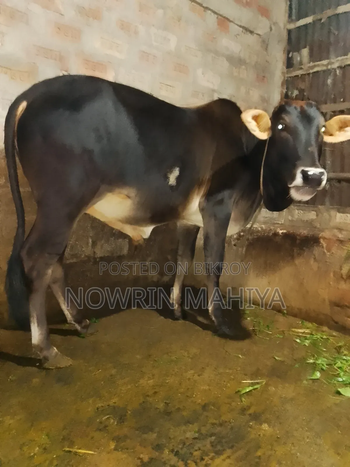 , দেশি বড় বিছাল গরু