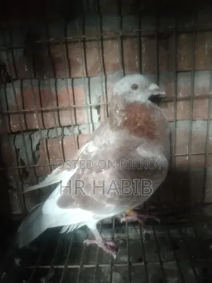রেড চেকার নর + মিলি সিঙ্গেল নর
