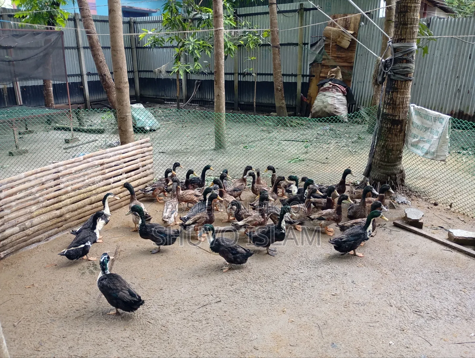 পাঁতি হাস (দেশি)