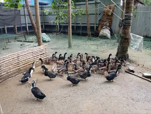 পাঁতি হাস (দেশি)