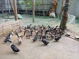 পাঁতি হাস (দেশি)