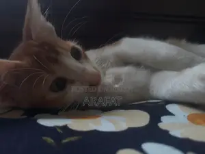 1-3 Months Male Mixed Breed Cat