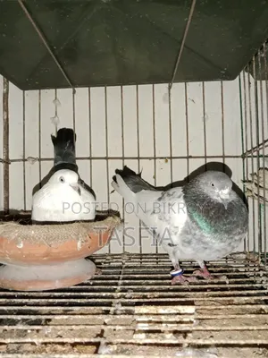 Giribaz Kobutor