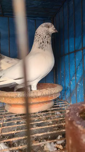 Jira Gola Pigeon