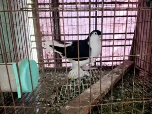 1 Piece High-Quality Lahori Male Pigeon