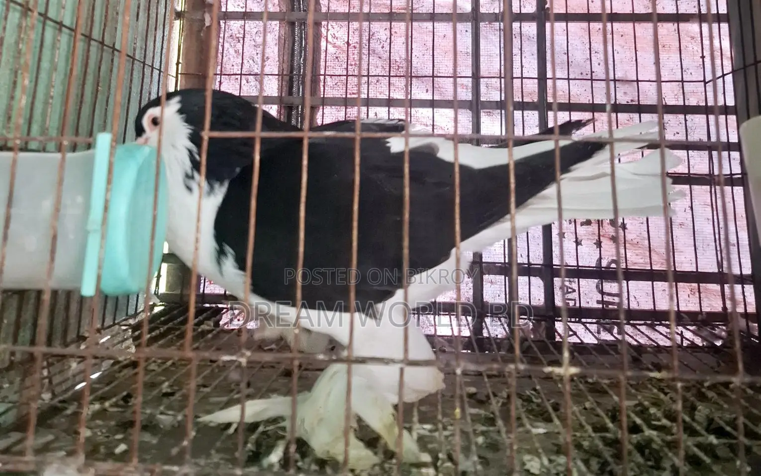 1 Piece High-Quality Lahori Male Pigeon