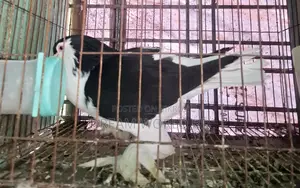 1 Piece High-Quality Lahori Male Pigeon