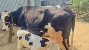 উন্নত জাতের অস্ট্রেলিয়ান ফ্রিজিয়ান