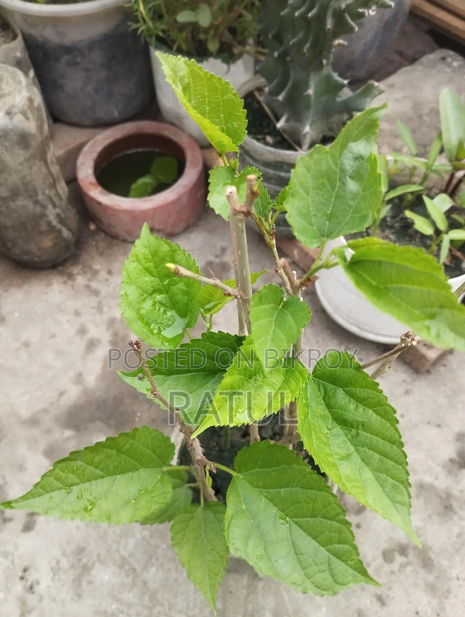 মালভেরী চারা।