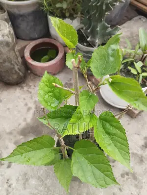 Mulberry Sapling