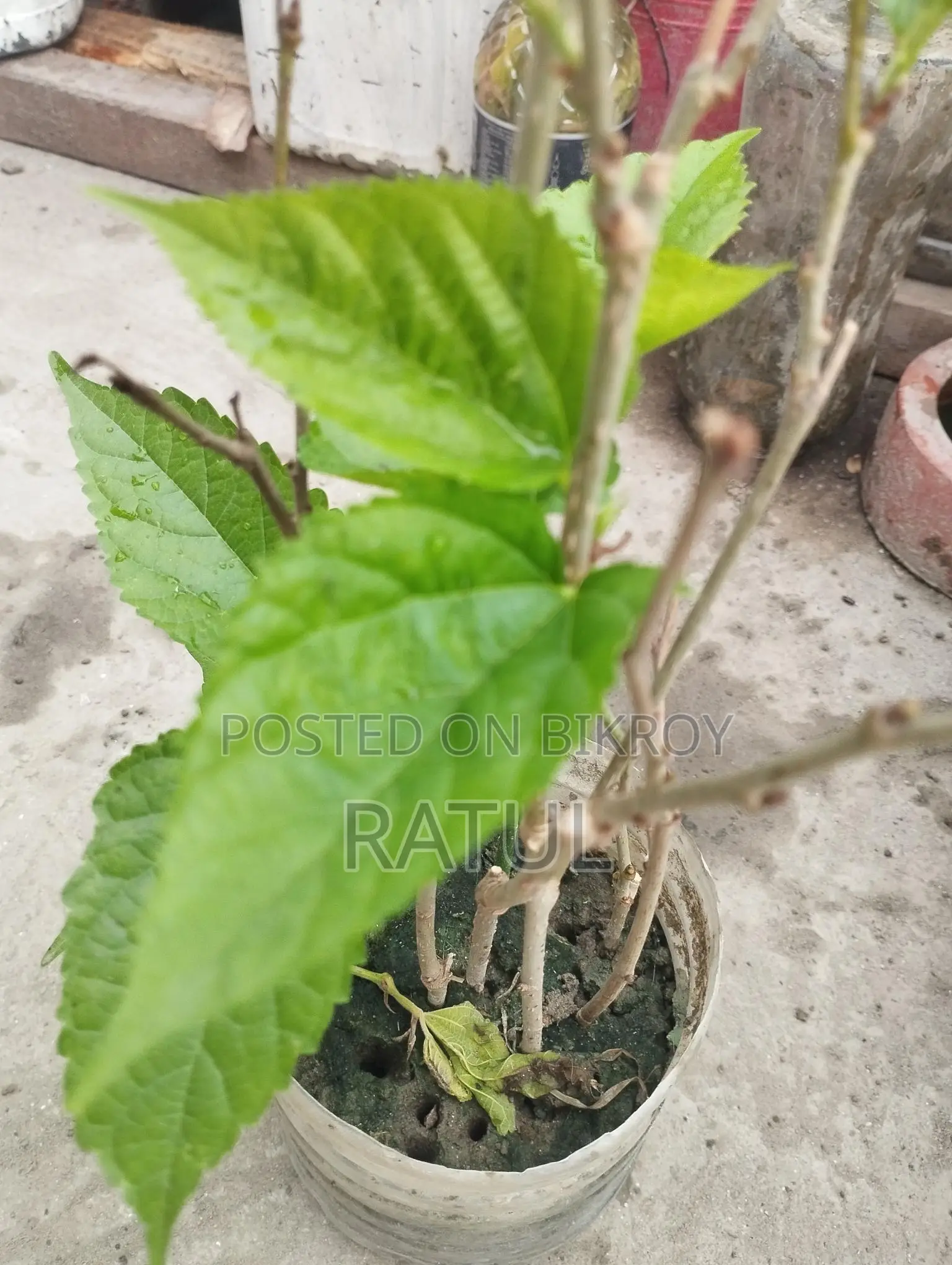 মালভেরী চারা।
