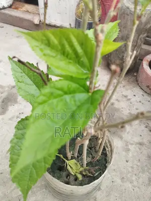 মালভেরী চারা।