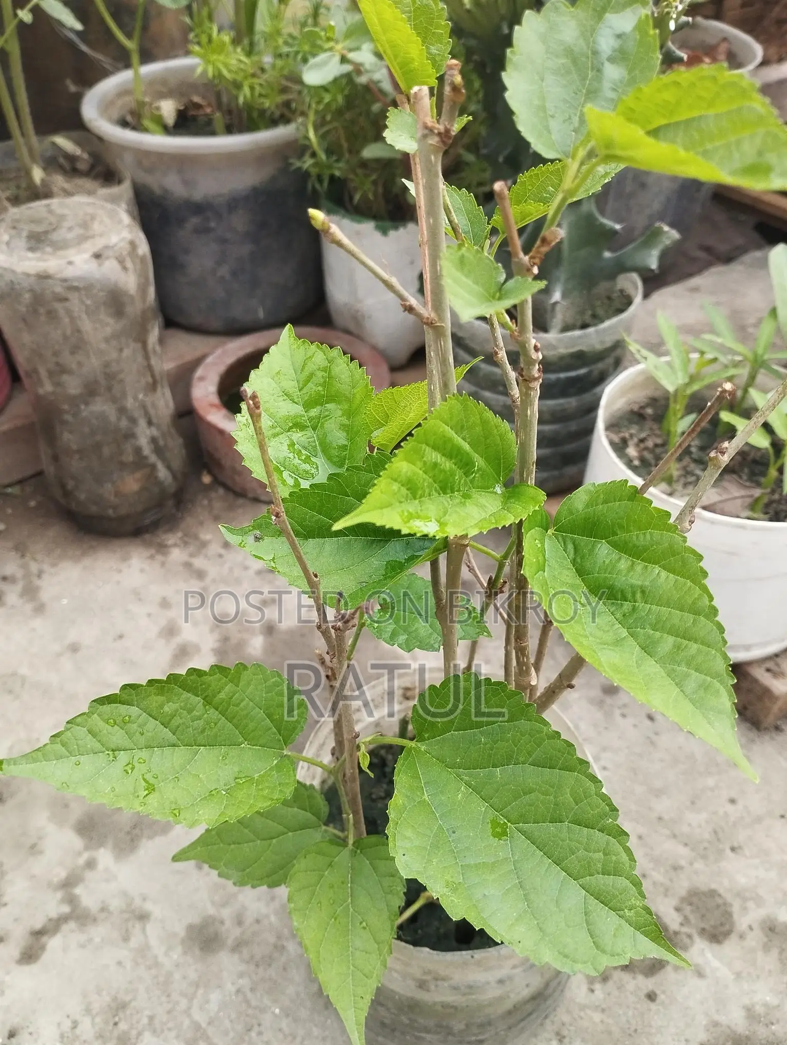 মালভেরী চারা।