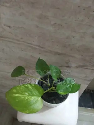 Moneyplant indoor tree. খুব সুন্দর, ইন্টেরিয়র ডেকোরেশনের কাজে লাগে