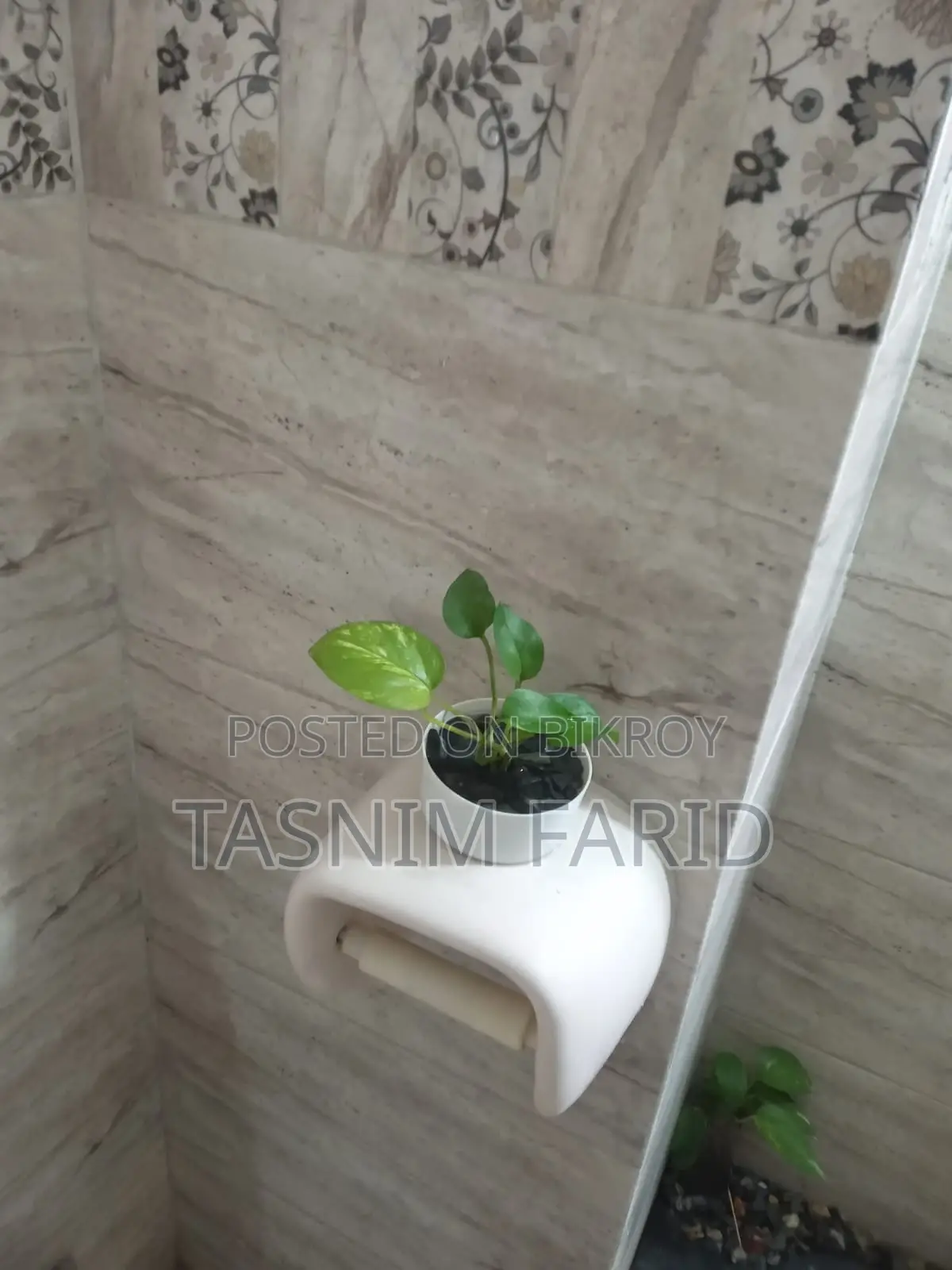 Moneyplant indoor tree. খুব সুন্দর, ইন্টেরিয়র ডেকোরেশনের কাজে লাগে