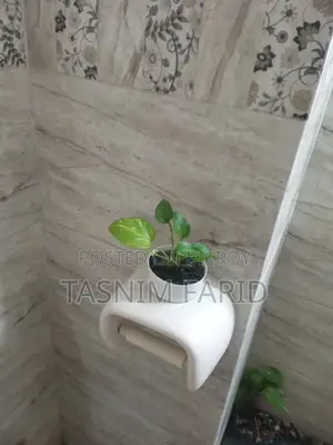 Moneyplant indoor tree. খুব সুন্দর, ইন্টেরিয়র ডেকোরেশনের কাজে লাগে
