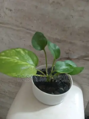 Moneyplant indoor tree. খুব সুন্দর, ইন্টেরিয়র ডেকোরেশনের কাজে লাগে
