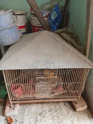 Iron Cage