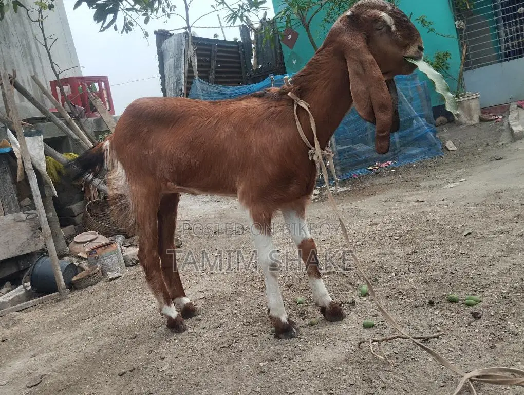 ছাগল বিক্রি হবে