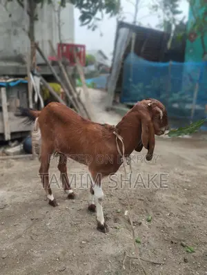 ছাগল বিক্রি হবে