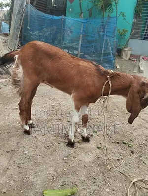 ছাগল বিক্রি হবে