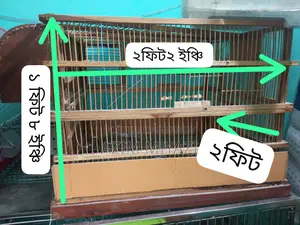 Bird Cage
