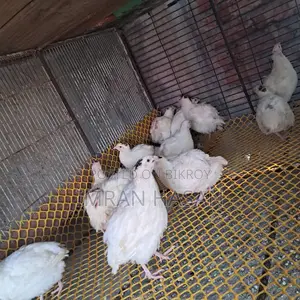 Adult Quail Birds
