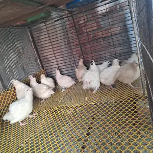 Adult Quail Birds