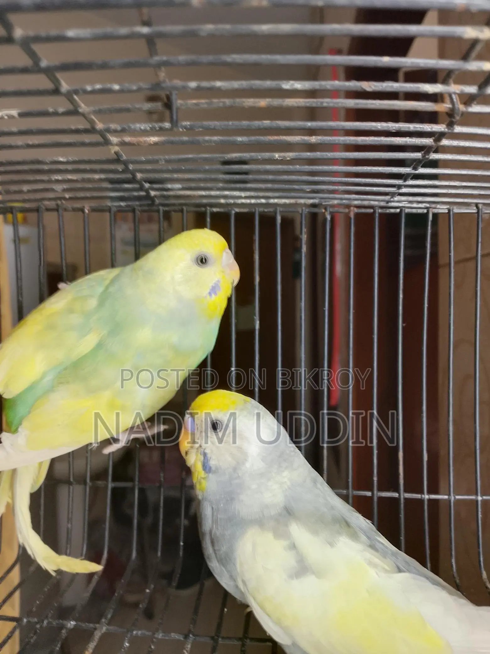 ক্লিয়ার উইং পাইড ব্রিডিং পেয়ার