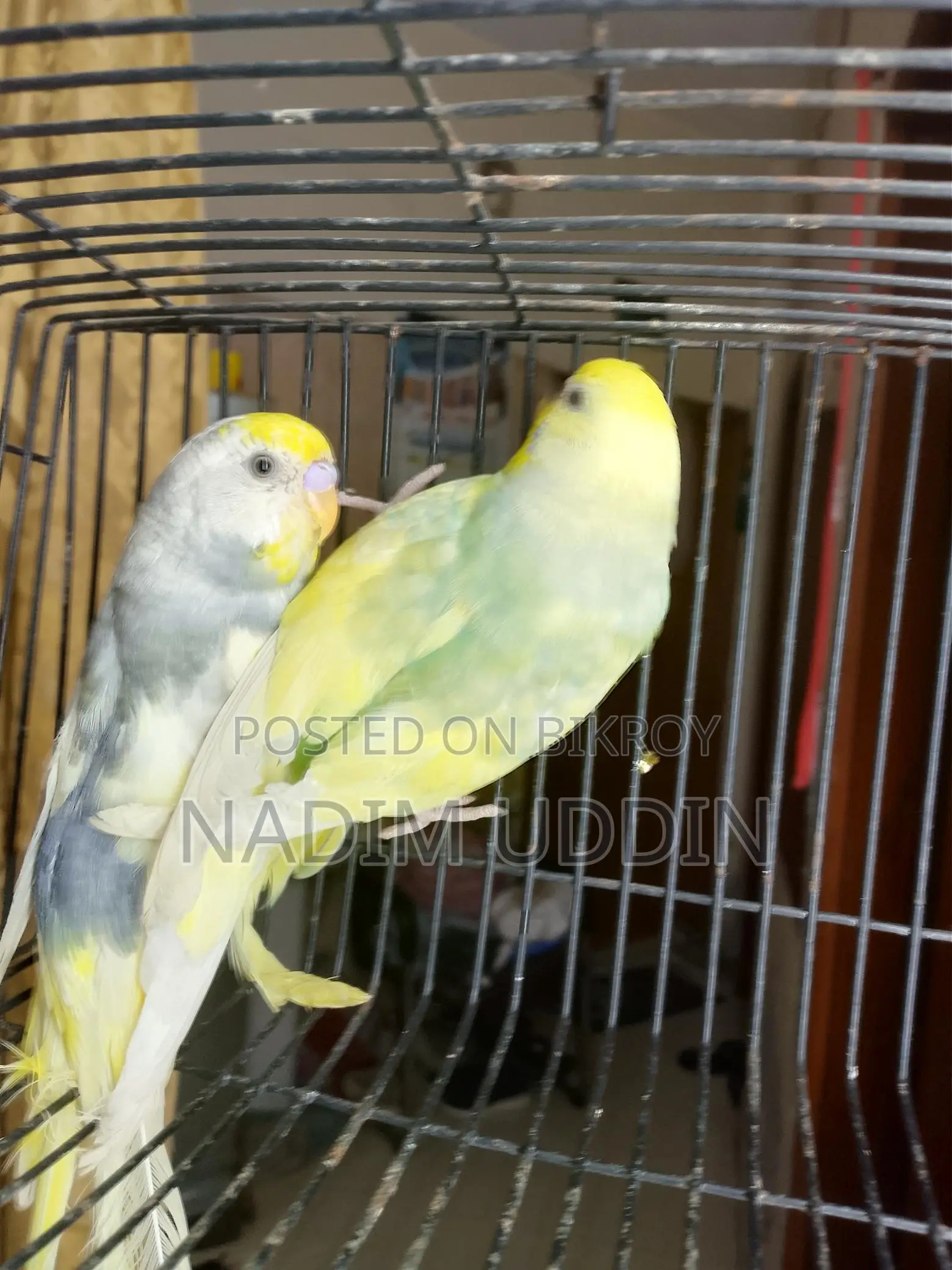 ক্লিয়ার উইং পাইড ব্রিডিং পেয়ার